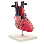 Herzmodell in Originalgröße von HeineScientific