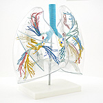 Anatomisches Modell einer menschlichen Lunge