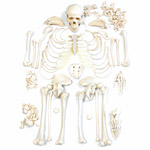 Komplettes menschliches Skelett, unmontiert