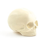 Foetal Skull Model