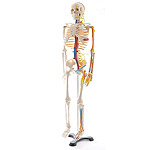 Anatomical Skeleton Model with Nerves and Blood Vessels