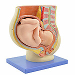 Pregnancy Model with Removable Foetus